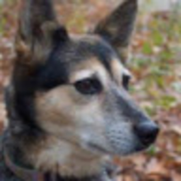 Meet your Posher, Sandiu - Picture 1 of 1